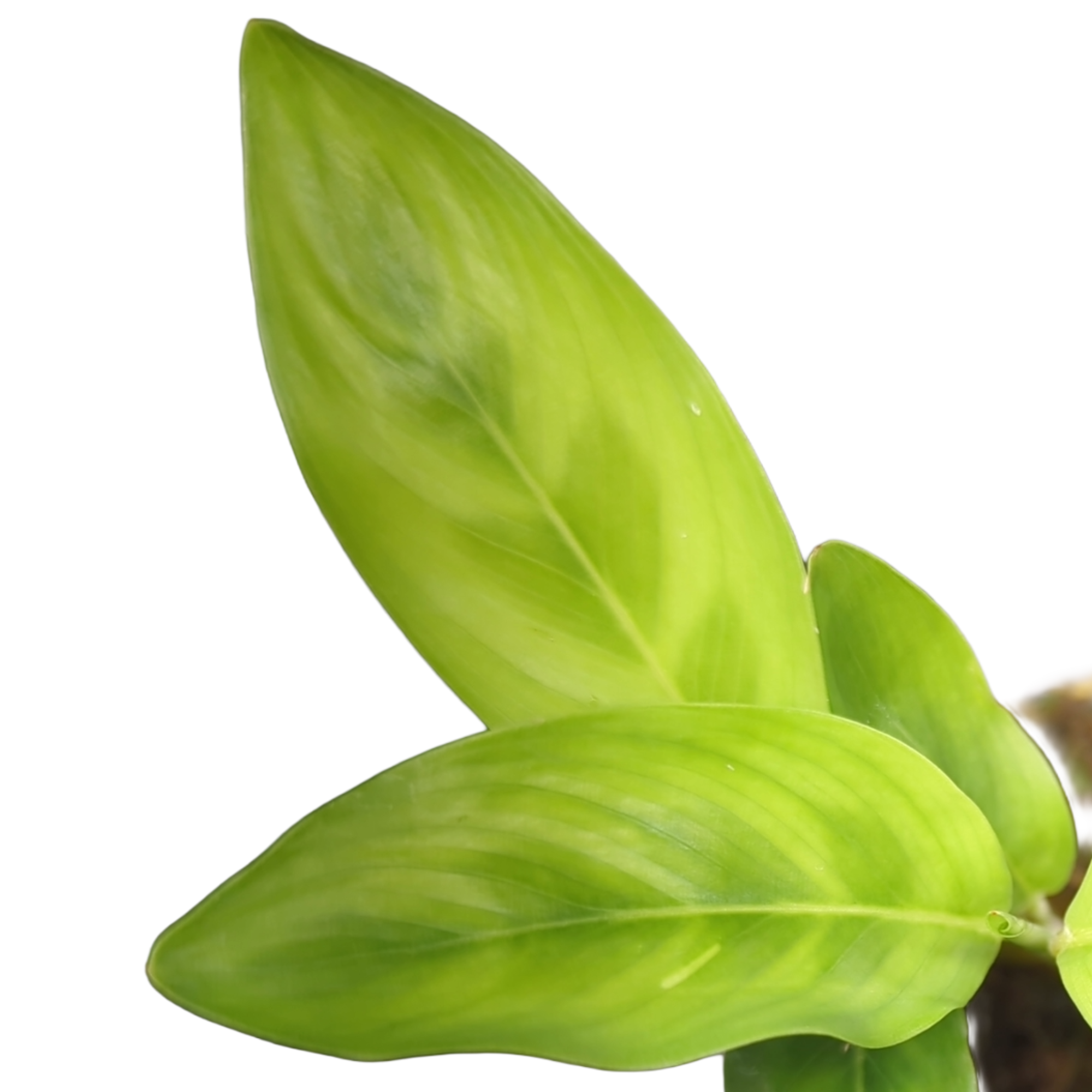 Baby Calathea leopardina chrysobery + selbstbewässernder Übertopf